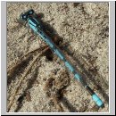 Enallagma cyathigerum - Gemeine Becherjungfer m05.jpg